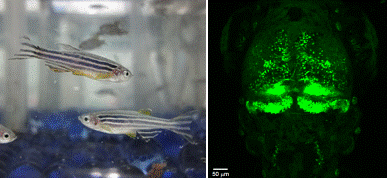 ゼブラフィッシュ成魚（左）と、ニューロンを蛍光標識したゼブラフィッシュ脳（右、３日胚）